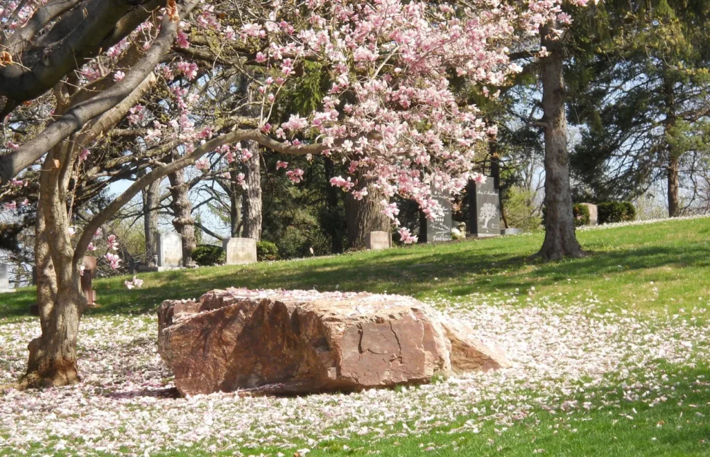 photo of Cherry Blossom tree and rock memorial at Woodland Cemetery in Dayton Ohio